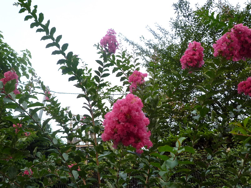 c0138198_5473813.jpg