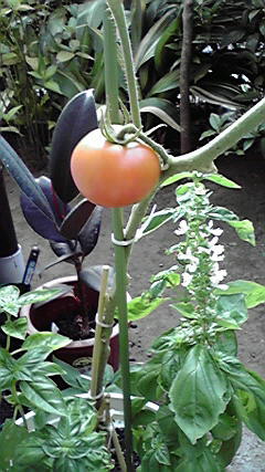 d0021500_656237.jpg