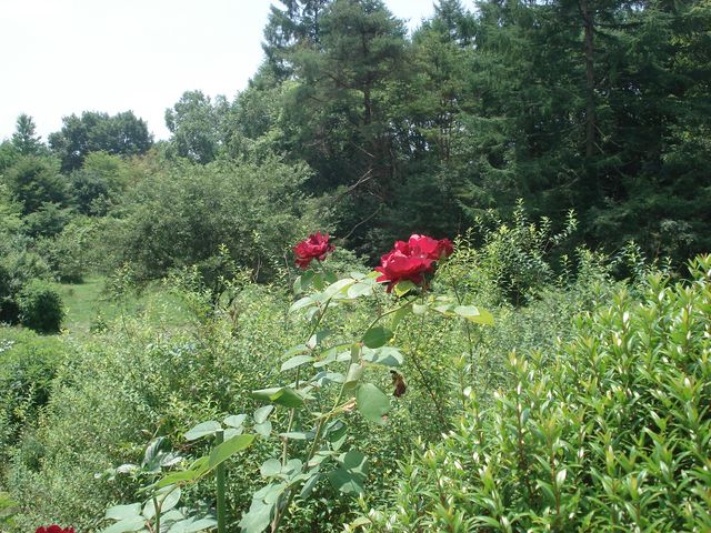 f0084806_483311.jpg