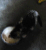 e0103408_20353397.gif