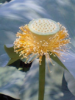 f0008510_9481734.jpg
