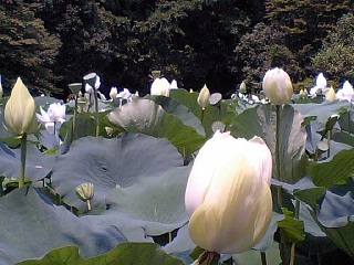 f0008510_9483890.jpg