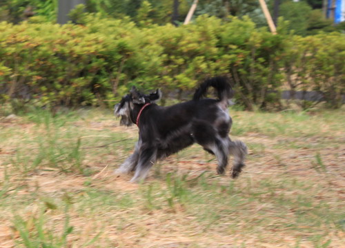 c0101713_22455610.jpg