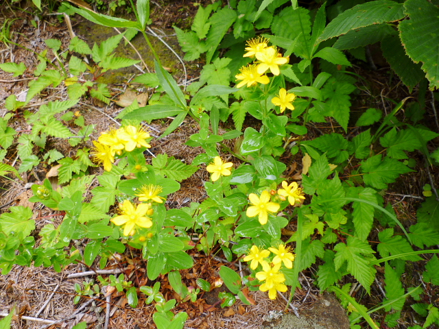 d0170615_1542287.jpg