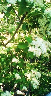 e0189225_12114387.jpg