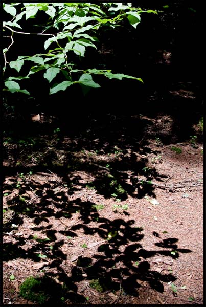 d0029829_147727.jpg