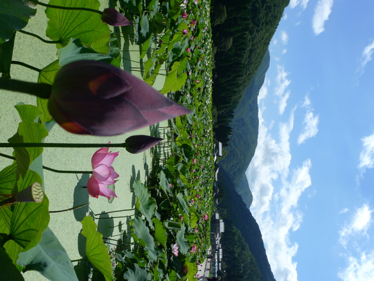 d0054830_8563279.jpg