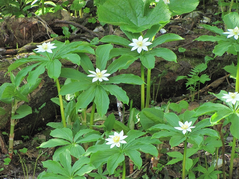 b0097836_11434775.jpg