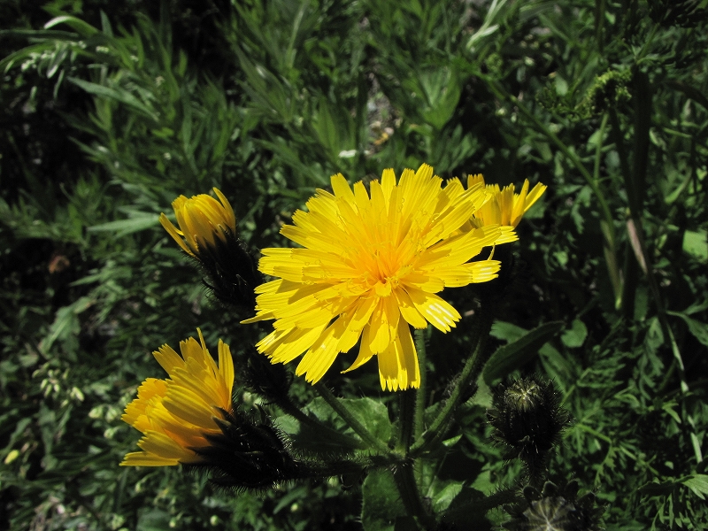 b0097836_11503714.jpg