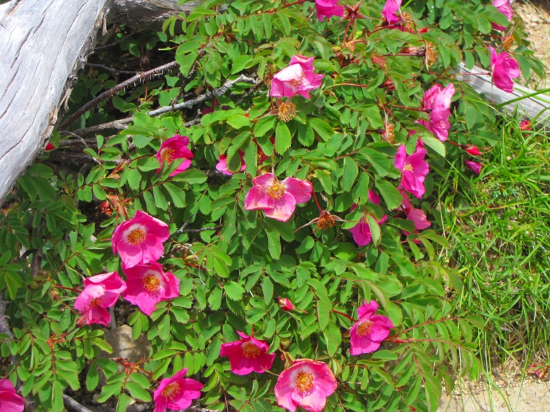b0097836_14403541.jpg