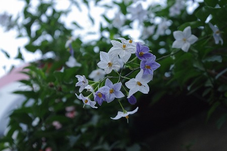d0092439_6492860.jpg