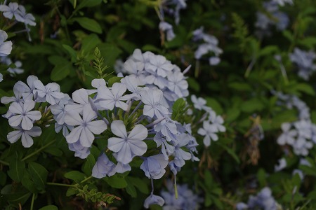 d0092439_649750.jpg