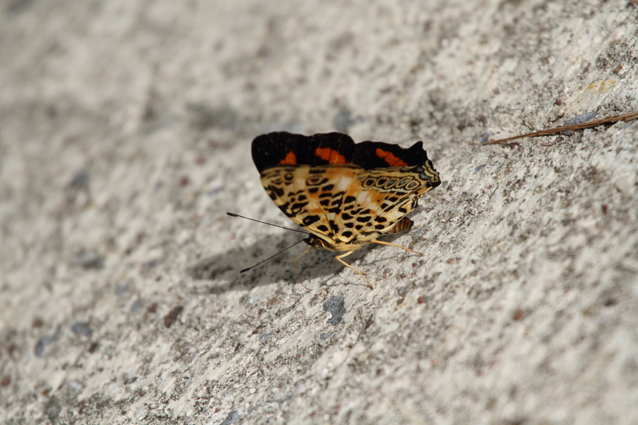 a0094850_2144077.jpg