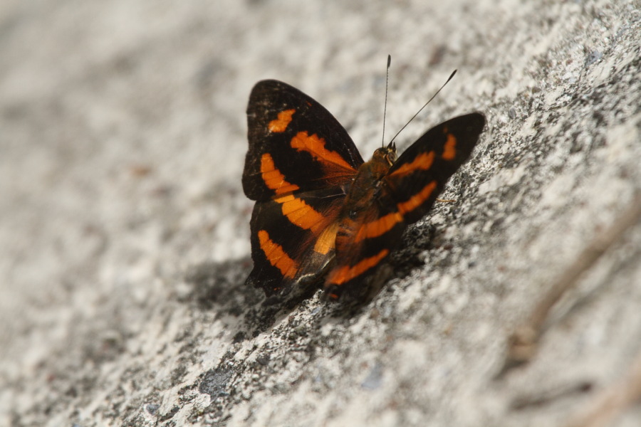 a0094850_2152337.jpg