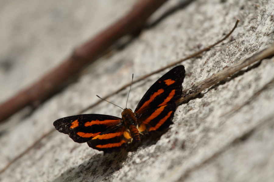 a0094850_2154785.jpg