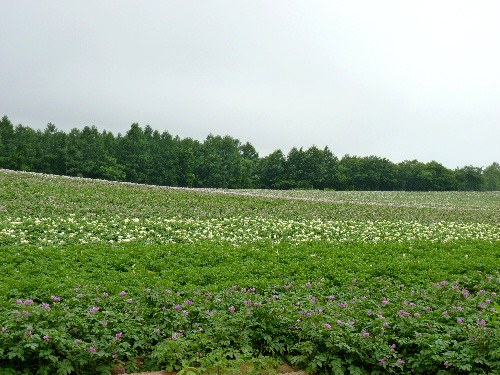 d0084473_2146117.jpg