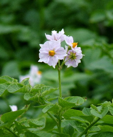 d0084473_2146188.jpg