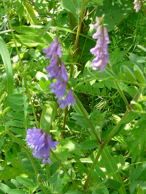 e0145782_18112339.jpg