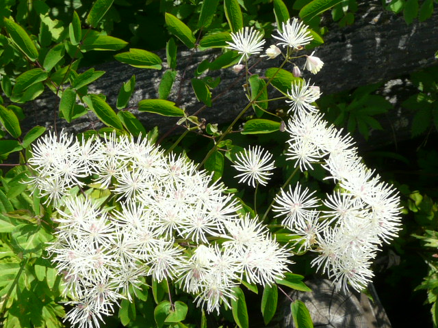 e0145782_18115925.jpg