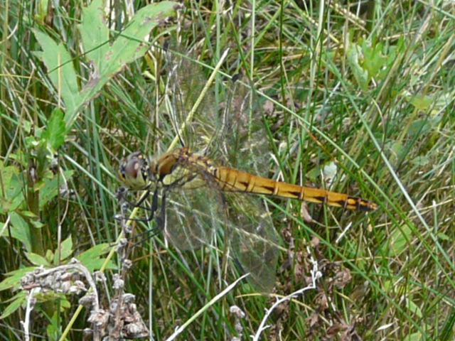 e0145782_18145547.jpg