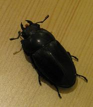 e0130185_123244.jpg