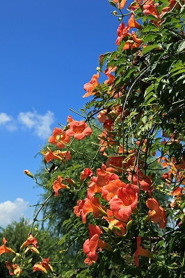 e0190885_1952147.jpg