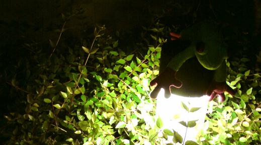 c0122788_4375375.jpg