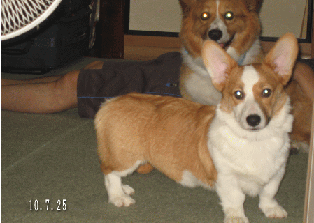 f0085889_1328551.gif