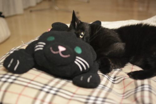 黒猫さんに顔を埋める小娘