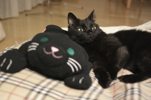 黒猫さんを枕にする小娘