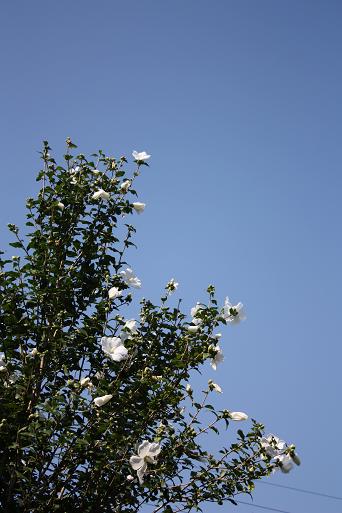d0145794_16373996.jpg