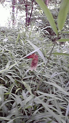 d0021500_10141681.jpg