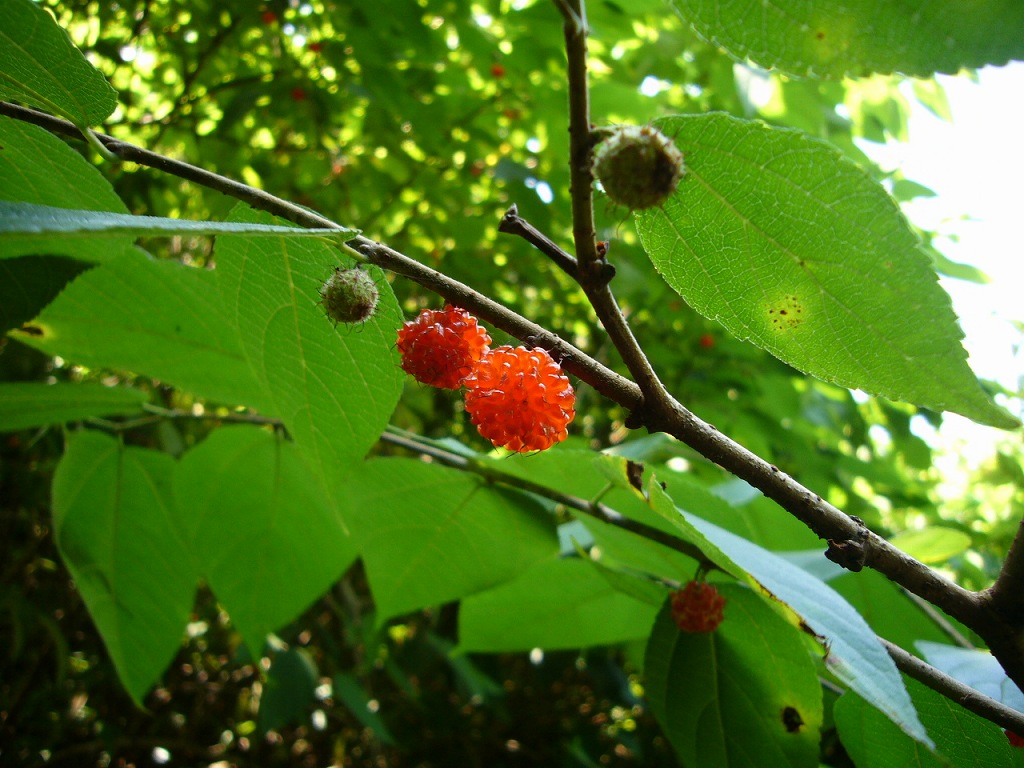 b0050305_22233878.jpg