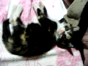 e0103408_1658463.gif