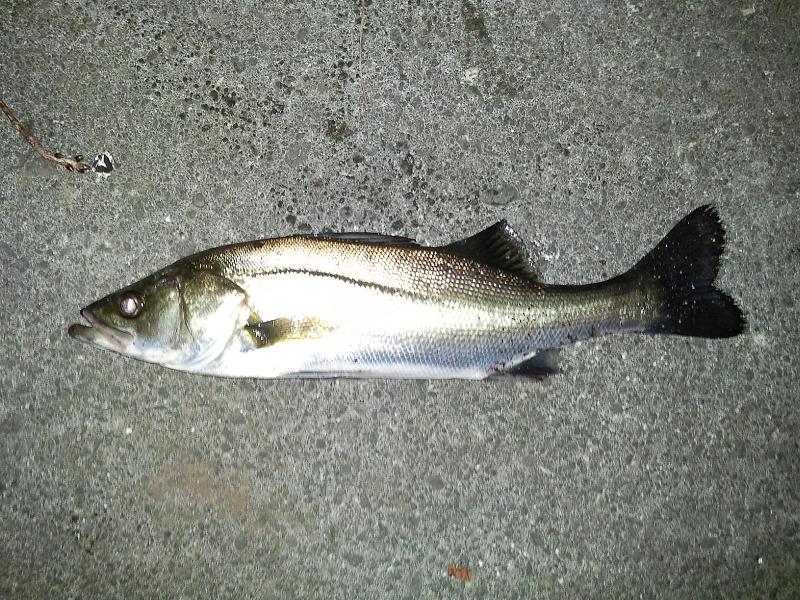 c0209312_1351727.jpg