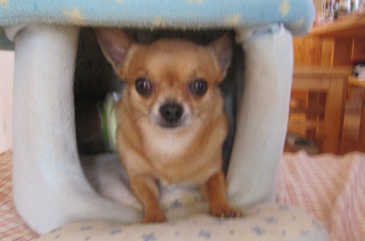 c0200916_1233855.jpg