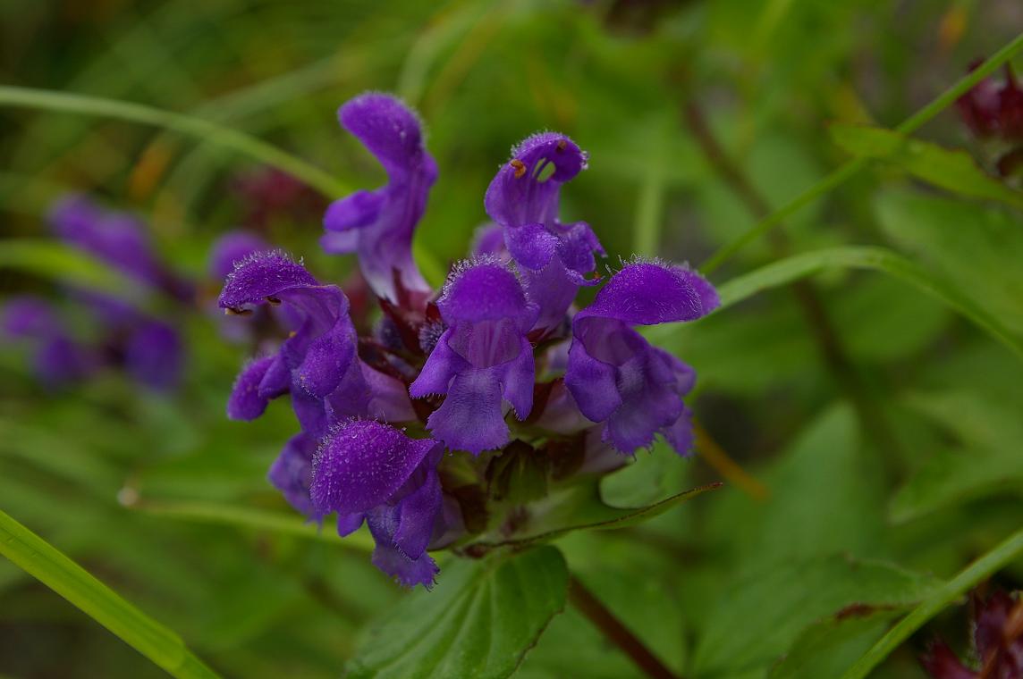 b0062024_1021309.jpg