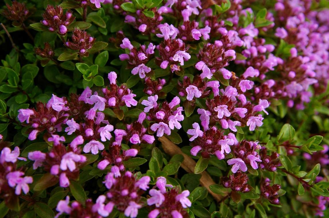 b0062024_1092967.jpg