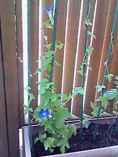 b0094025_911017.jpg