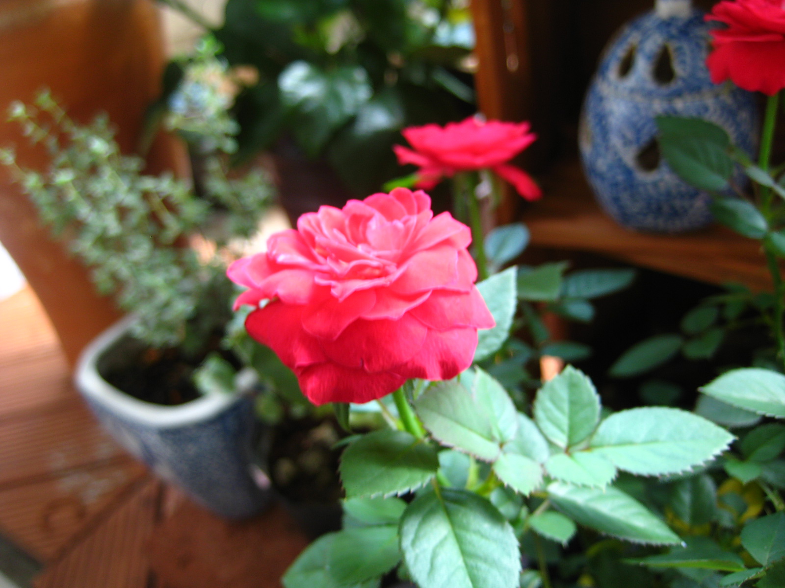 d0064329_1729343.jpg