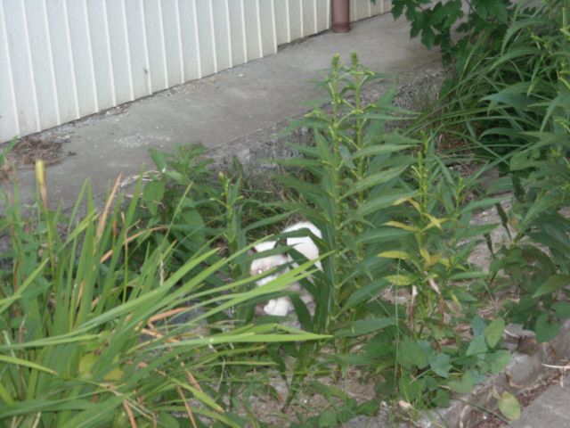 b0174236_18391410.jpg