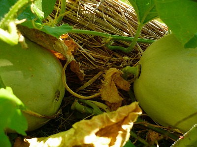 c0035843_1349171.jpg