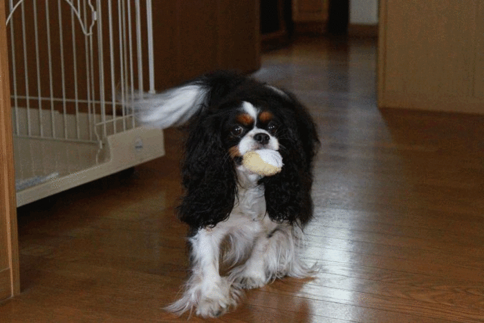 c0145250_1003221.gif