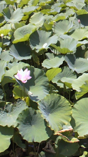 b0145861_17492448.jpg