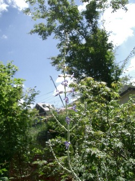c0186463_1723453.jpg