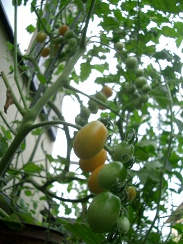 c0186463_1730557.jpg