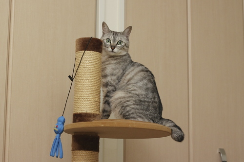 それが何か? すっとぼけた顔のお嬢さん
