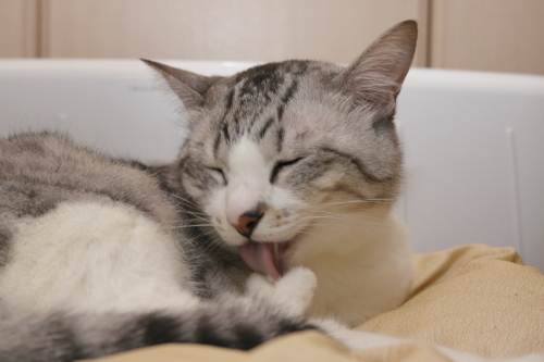 ササミなら食べられるかな~♪ ササミをもらう戦略にでたお坊ちゃん