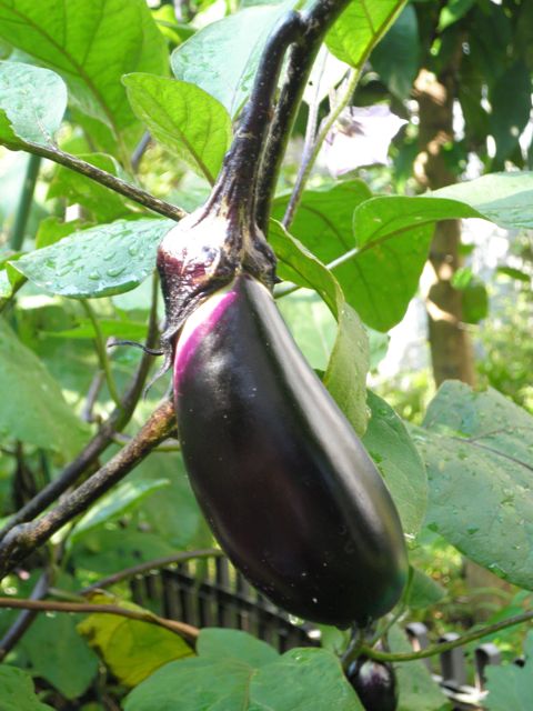 f0130894_2114338.jpg