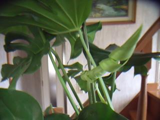 c0169414_1875693.jpg